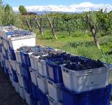 Vino biodinámico, la bebida nacional que nace de los "cuatro reinos"