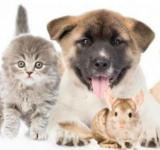 29 de abril el Día del Animal en Argentina