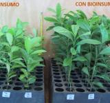 Yerba mate: fabrican un bioinsumo que busca eliminar el uso de agrotóxicos