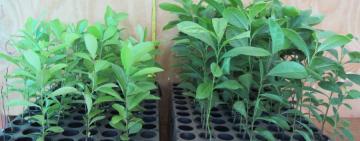 Yerba mate: fabrican un bioinsumo que busca eliminar el uso de agrotóxicos