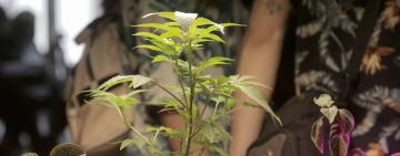 Investigadores apuntan al desarrollo genético del cannabis medicinal con bioinformática