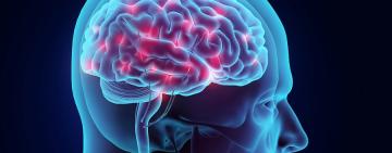 Por qué las neuronas cambian sus circuitos de conexión en distintas áreas del cerebro?