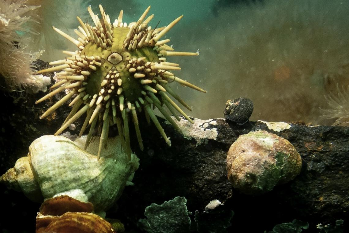 Científicas patagónicas desarrollaron un suplemento dietario a partir del erizo de mar