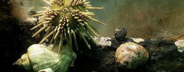 Científicas patagónicas desarrollaron un suplemento dietario a partir del erizo de mar