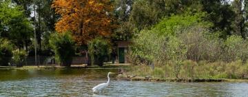 Este sábado vuelven los avistajes de aves en el Bosque de los Constituyentes