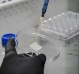 Científicos argentinos desarrollan biotinta que contiene aceite de cannabis para restaurar tejidos