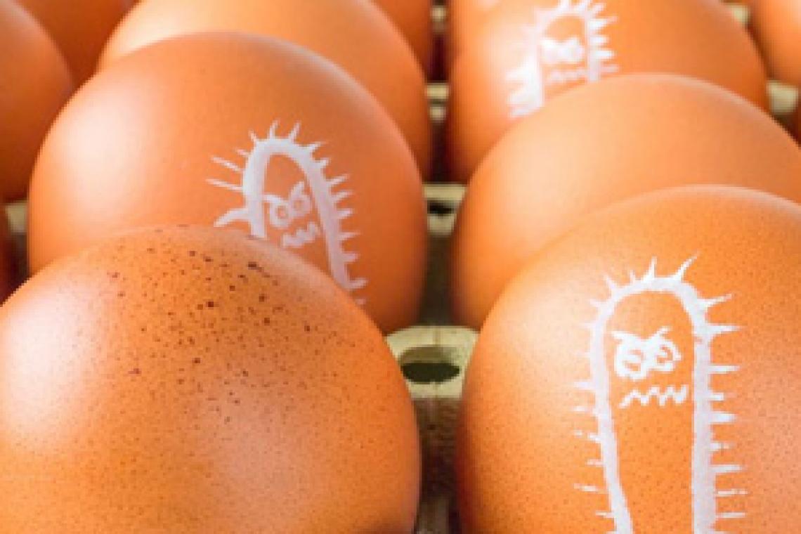 Senasa lanzó pautas para la prevención y el cuidado de la salud frente a la salmonelosis