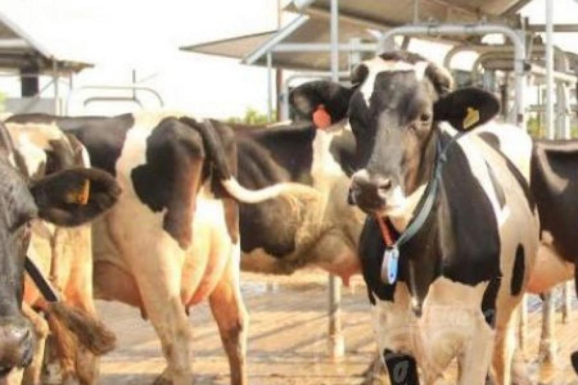 El programa Impulso Tambero lleva inscriptos a 3.650 productores lácteos