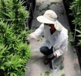 Cultivar marihuana en América Latina (y quiénes dominan el negocio)