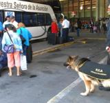  Proyecto para formar "caninos forenses" para detectar drogas, armas y dinero