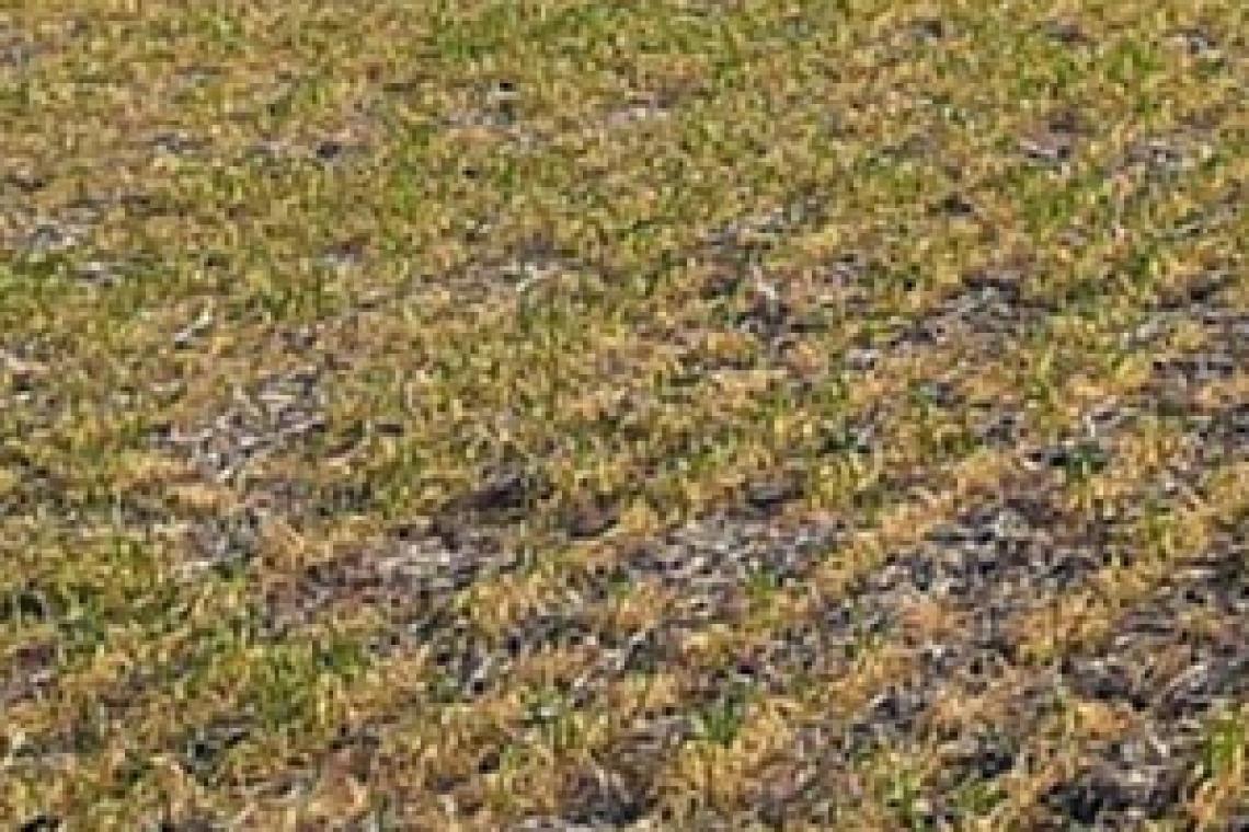 Continúan los rendimientos magros en las cosechas de maíz y soja en Santa Fe
