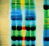 Qué revela el primer pangenoma humano que podría revolucionar la medicina