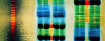 Qué revela el primer pangenoma humano que podría revolucionar la medicina