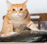 Estudio revela por qué a los gatos les gusta tanto el atún