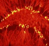 Investigadores argentinos descubren que el cerebro genera neuronas para "remodelar" memorias