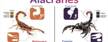 El ministerio de salud presentó la nueva guía de atención de Alacranismo