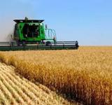 La Bolsa rosarina recortó proyección de producción de trigo a 14,3 a 13,5 millones de toneladas