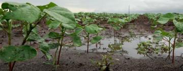 Las lluvias de noviembre sientan las bases de una campaña de soja que puede ser "superadora"