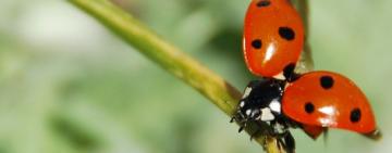 Por qué cada vez más personas cuidan sus plantas para que se las coman los insectos