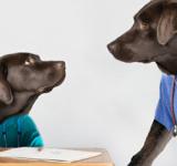 Tres animales que tienen la increíble habilidad de detectar enfermedades en seres humanos