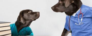 Tres animales que tienen la increíble habilidad de detectar enfermedades en seres humanos