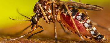 Se destinarán $ 8.000 millones para prevenir y combatir el dengue