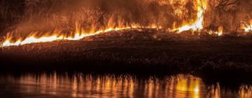 Implementan un plan de acción para combatir los incendios forestales en el Delta del Paraná