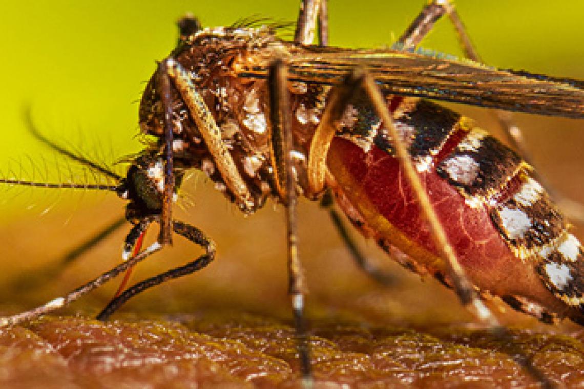 Se detectó el primer caso autóctono de dengue en la provincia de Santa Fe