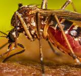 Se detectó el primer caso autóctono de dengue en la provincia de Santa Fe