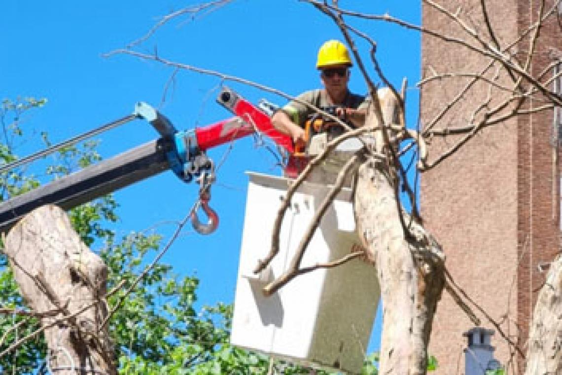 El municipio realizará operativos de extracción de árboles secos durante el fin de semana