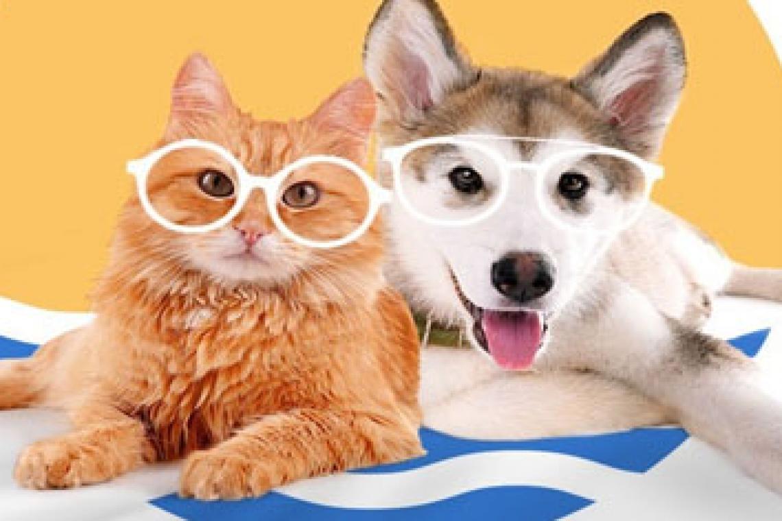 Verano y mascotas: cómo proteger a los animales de los efectos  del calor extremo