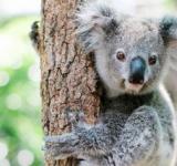 Australia sacrificó a 750 koalas con francotiradores desde helicópteros tras un incendio
