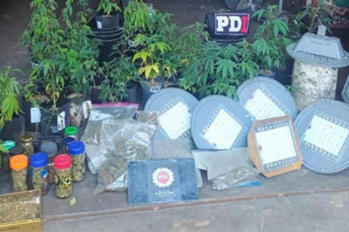 Usaban lámparas led del alumbrado público para su vivero de marihuana: cuatro aprehendidos