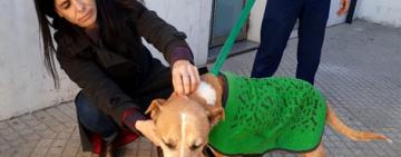 LA MUNICIPALIDAD  SANCIONÓ CON CASI MEDIO MILLÓN DE PESOS A UN VECINO POR MALTRATO ANIMAL