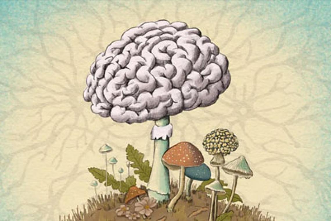 Nuestro cuerpo es un mosaico de hongos. Algunos científicos creen que podrían estar influyendo en nuestro cerebro.