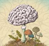 Nuestro cuerpo es un mosaico de hongos. Algunos científicos creen que podrían estar influyendo en nuestro cerebro.