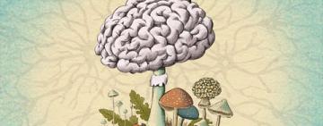 Nuestro cuerpo es un mosaico de hongos. Algunos científicos creen que podrían estar influyendo en nuestro cerebro.