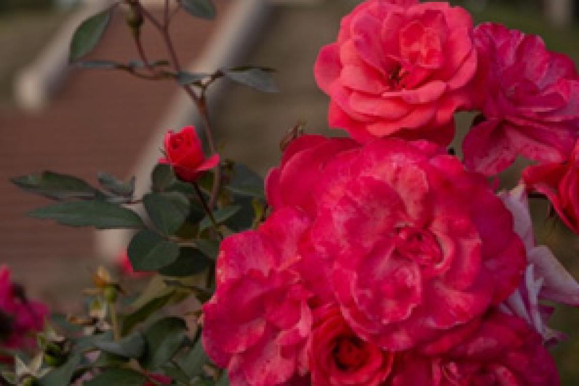 Este sábado habrá una nueva entrega de esquejes de rosas en el parque de la Independencia