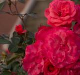 Este sábado habrá una nueva entrega de esquejes de rosas en el parque de la Independencia