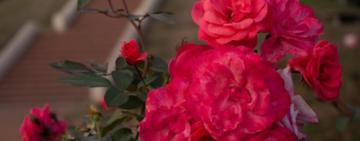 Este sábado habrá una nueva entrega de esquejes de rosas en el parque de la Independencia