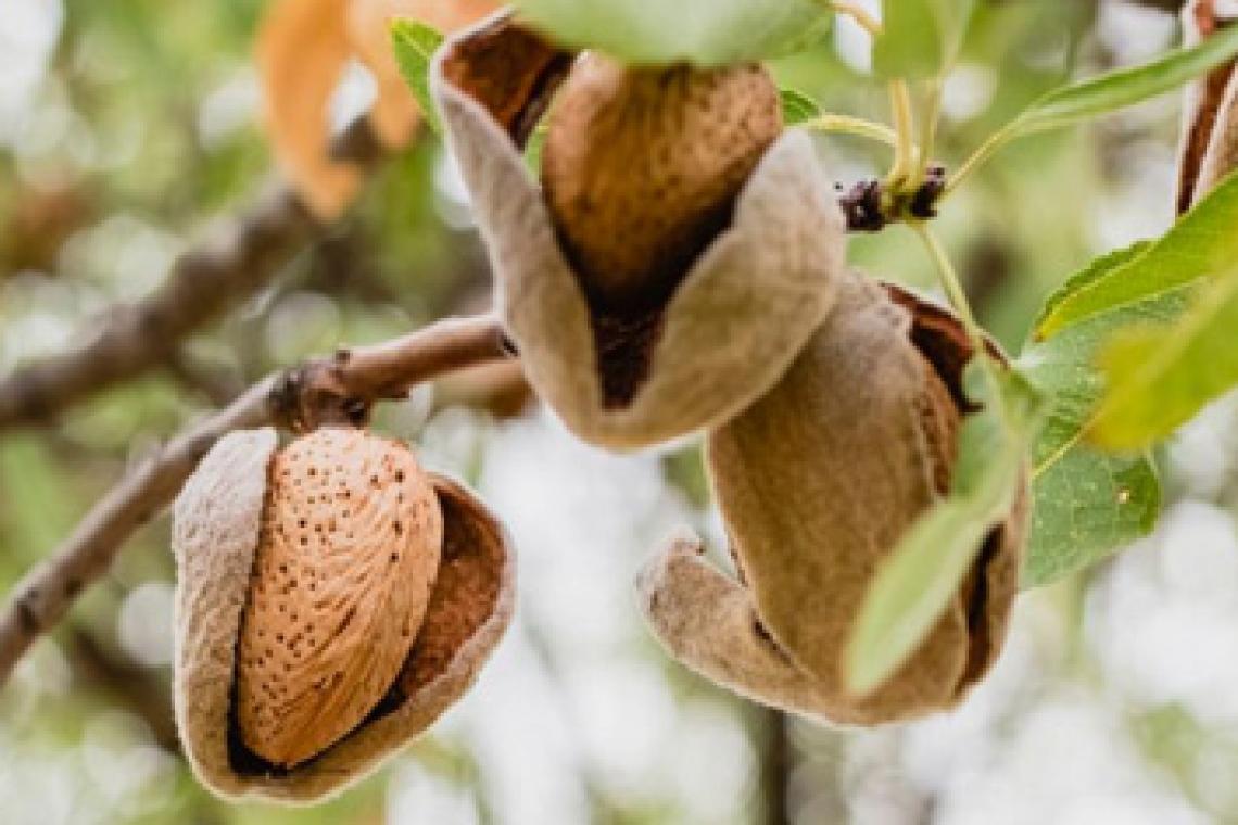 El poder de las almendras