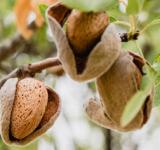 El poder de las almendras