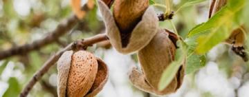 El poder de las almendras