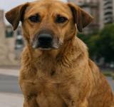 Domésticos y no tanto: el municipio rescató más de 100 animales en lo que va del año