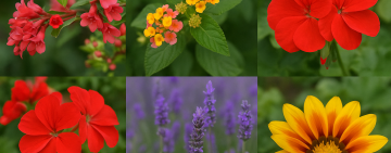 Flores que llenan de color los jardines de Rosario casi todo el año