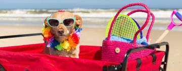 Cómo cuidar a tu mascota si la llevás de vacaciones