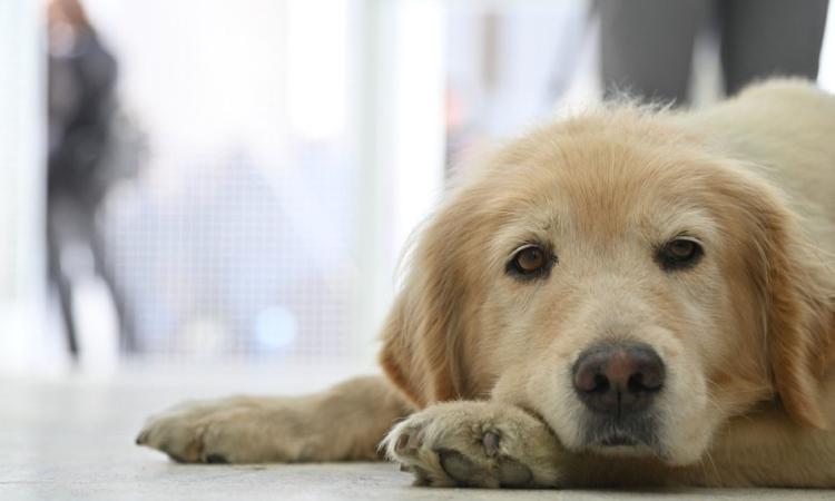 Hospital Animal Rosario: abrió sus puertas tras completar la primera etapa de obras