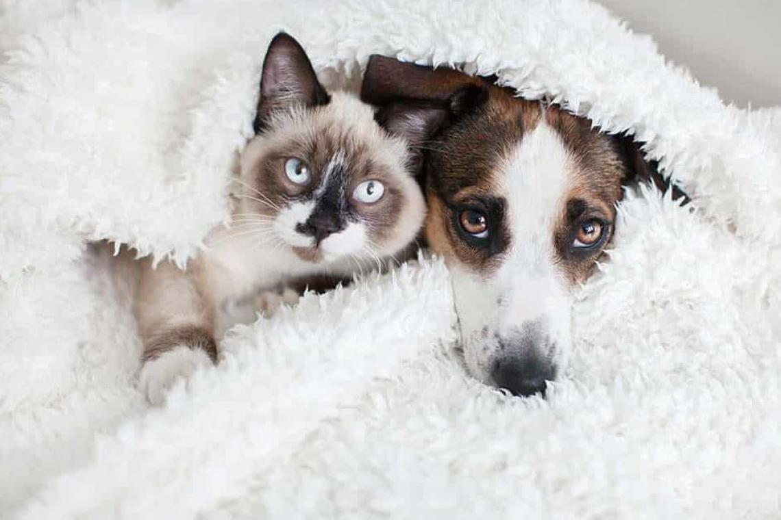 Día del Animal en Argentina: el vínculo que nos cuida tanto como nosotros a ellos