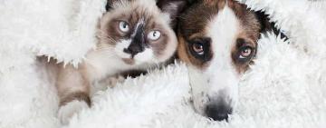Día del Animal en Argentina: el vínculo que nos cuida tanto como nosotros a ellos