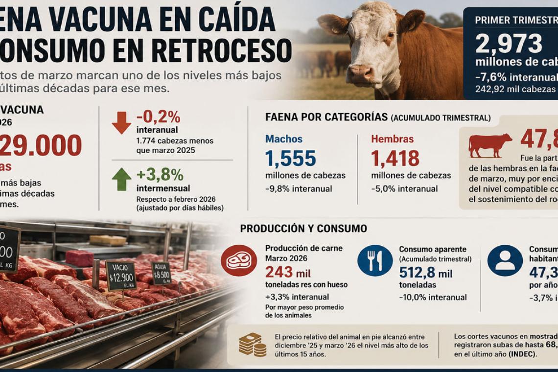 La faena vacuna cayó al nivel más bajo en décadas y el consumo de carne sigue retrocediendo